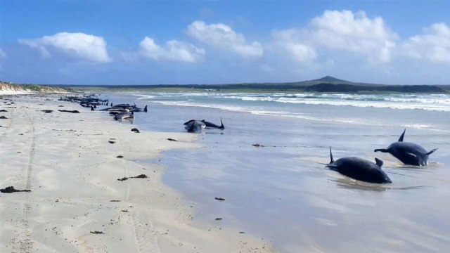 Puluhan paus terdampar di Kepulauan Chatham, Selandia Baru.  Foto: Department of Conservation (NZ)/Jemma Welch