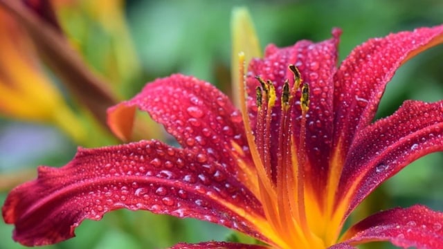 Bunga lili merah. Foto: ulleo from Pixabay