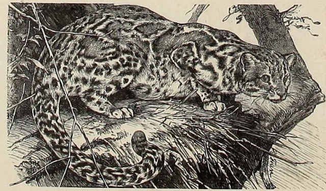 Ilustrasi kucing batu. Foto: Wikimedia Commons
