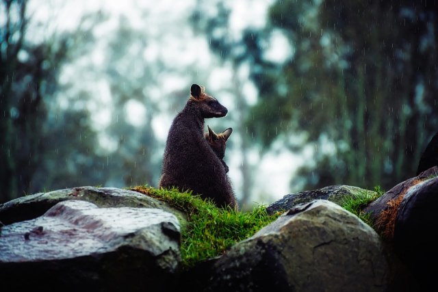 Ilustrasi walabi Australia Foto: Dok. Pixabay