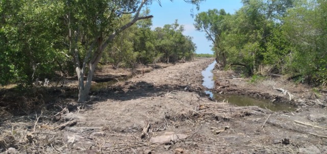 Hutan mangrove di pesisir Kecamatan Aesesa yang ditebang untuk dijadikan tambak ikan. Foto: Arkadius Togo. 