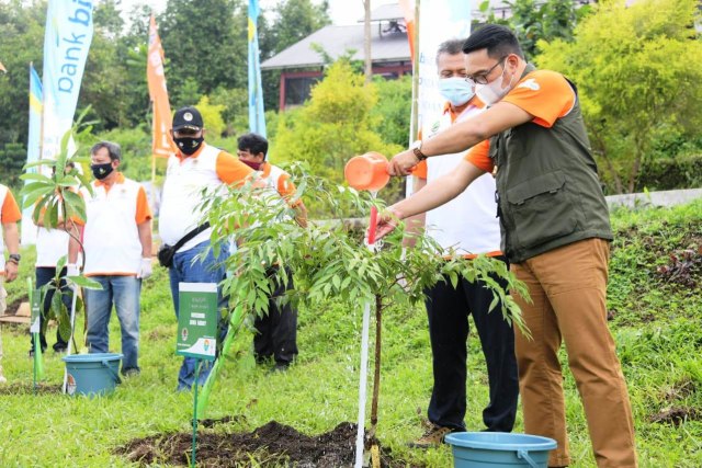 Gubernur Ridwan Kamil saat melakukan penanaman bibit pohon di kawasan Kebun Raya Kuningan (KRK). (Ciremaitoday)