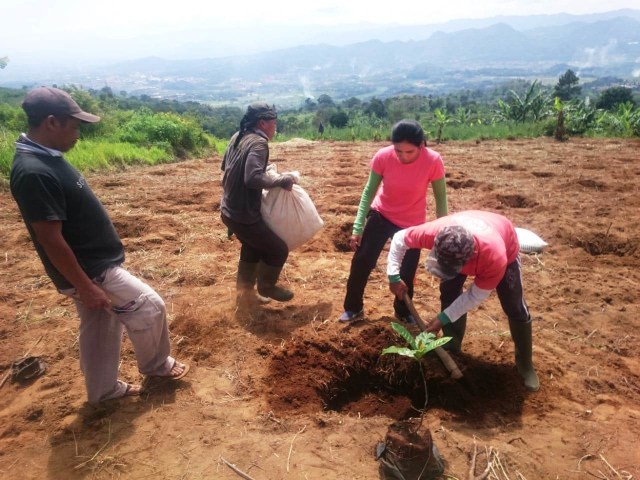 Sejumlah pegiat lintas agama di Kuningan, Jabar, memberikan bantuan 1.000 bibit pohon kopi. (Ciremaitoday)