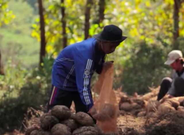 Petani memanen porang yang dikembangkan Paidi di Madiun. Foto: Youtube Kick Andy