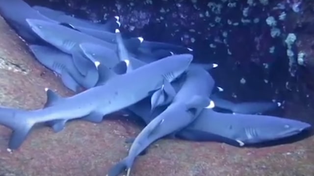 Sekelompok hiu whitetip yang diduga sedang "tertidur". Foto: Screen Youtube/Nat Geo WILD