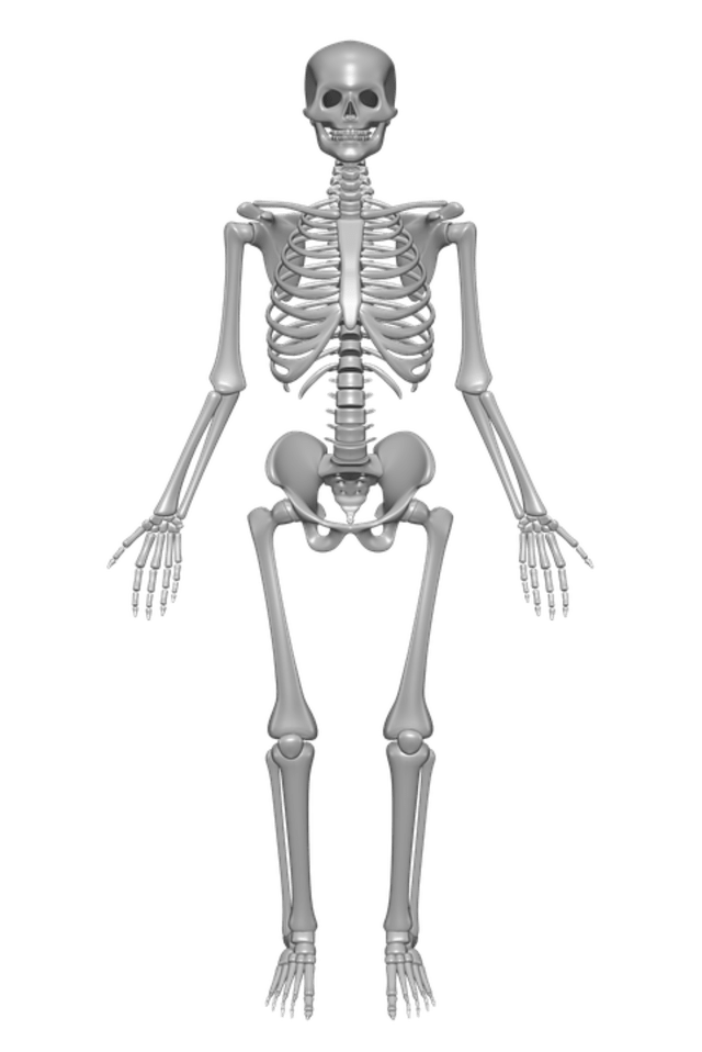 Struktur Tulang Yang Menggerakan Tubuh Manusia Kumparan Com