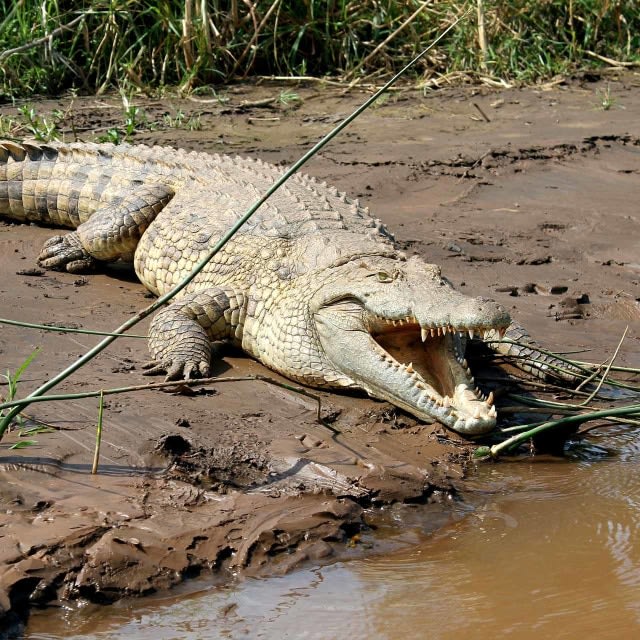 Ilustrasi Buaya. Foto: Pixabay