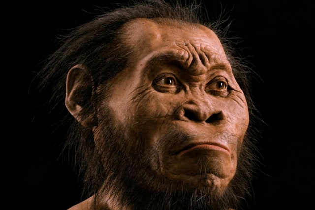 Manusia Purba Homo Erectus, Foto: Dok. NATIONAL GEOGRAPHIC/MARK THIESSEN