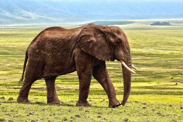 Ilustrasi gajah. Foto: Pixabay