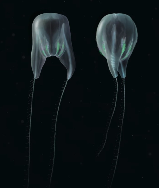Jenis baru ubur-ubur sisir yang mirip dengan karakter Among Us. Foto: NOAA/Nicholas Bezio