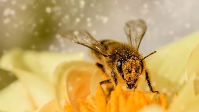 Seekor lebah yang sedang menyerbuki bunga. Foto: Myriams-Fotos from Pixabay