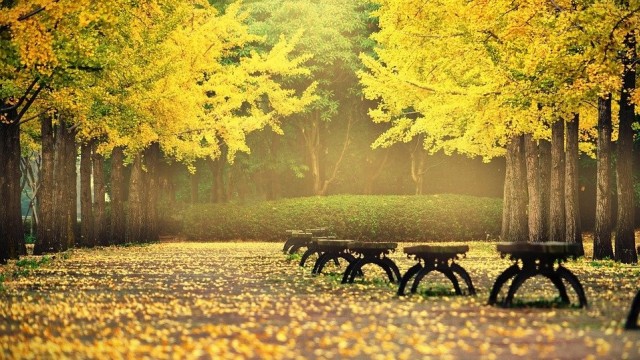 Pohon ginkgo di musim gugur. Foto: Big_Heart from Pixabay