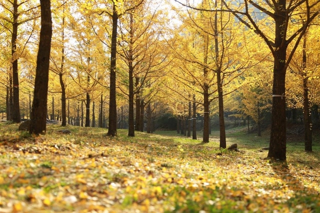 Kisah Pohon Ginkgo yang Selamat dari Kepunahan (41189)