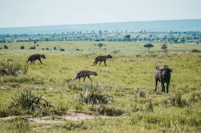 Cara hyena mempertahankan diri dan wilayahnya dengan memanggil rekan mereka. Foto:Unsplash.