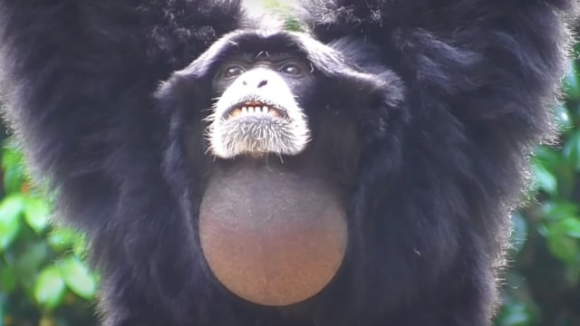 Seekor siamang sedang menggembungkan kantung leher untuk mengeluarkan suara. Foto: Youtube .dok/ZoomA! ズーマ!