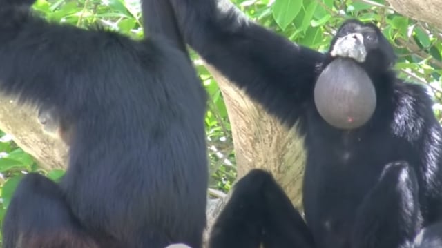 Fakta Siamang, Primata Paling Akrobatik Dengan Suaranya yang Khas (439176)