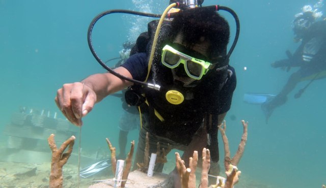 Seorang anggota komunitas sedang melakukan pengukuran terhadap pertumbuhan terumbu karang. Foto: Istimewa