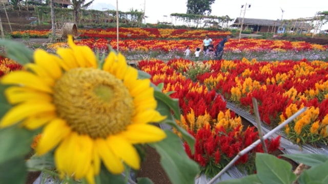 Menilik Potensi Agrowisata di Indonesia (249874)
