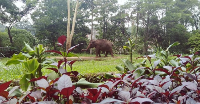 Rekomendasi 5 Kebun Raya di Indonesia untuk Wisata Bersama Keluarga (21410)