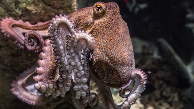 Seekor gurtia di dasar laut. Foto: edmondlafoto from Pixabay