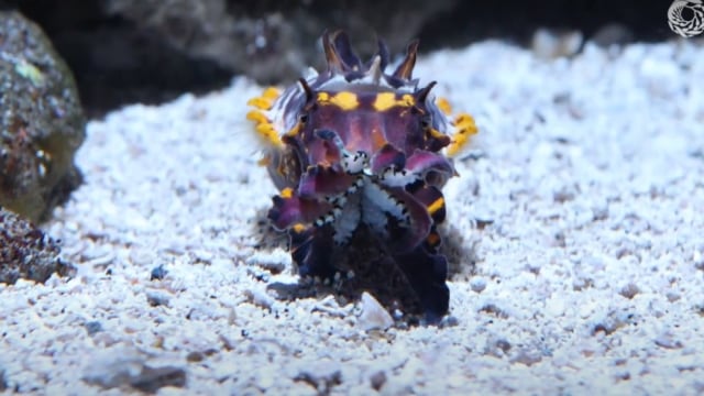 Sotong Flamboyan. Foto: Youtube .dok/Monterey Bay Aquarium