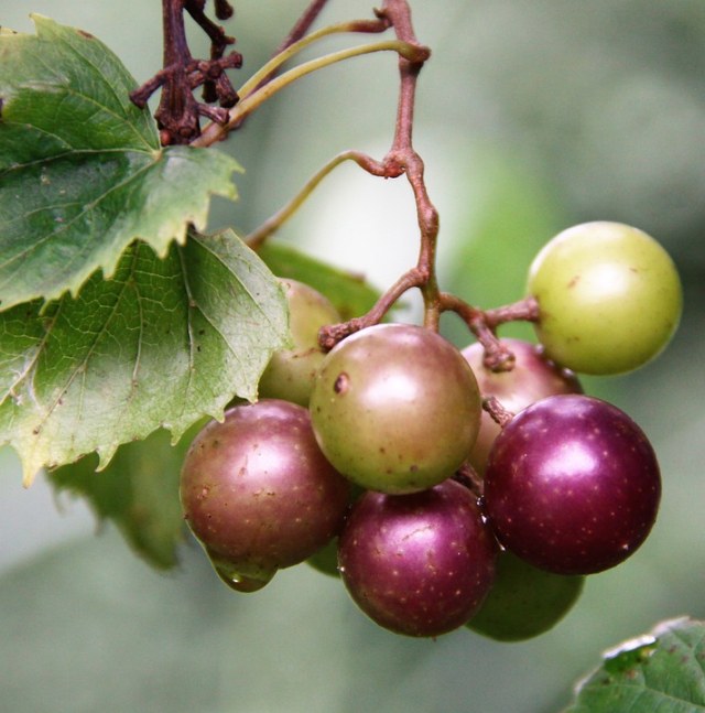 Riset: Cokelat Hitam, Teh Hijau, dan Anggur Muscadine Dapat Melemahkan COVID-19 (69736)