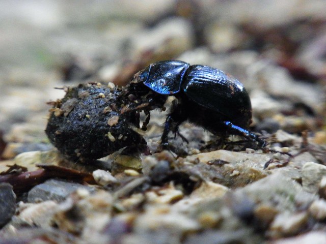 Kumbang kotoran. Foto: Pixabay