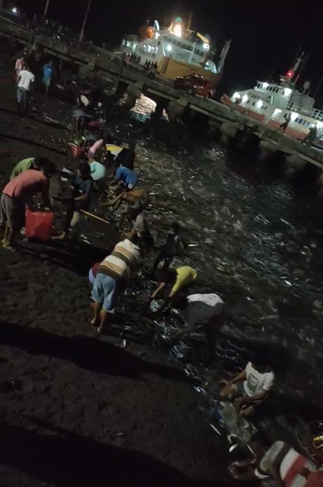 Fenomena Ribuan Ekor Ikan Terdampar di Pantai Pelabuhan Laut Lewoleba, NTT  (1)