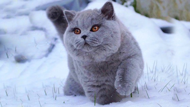Kucing Bulu Pendek Britania, Teman Bermain Yang Setia dan 