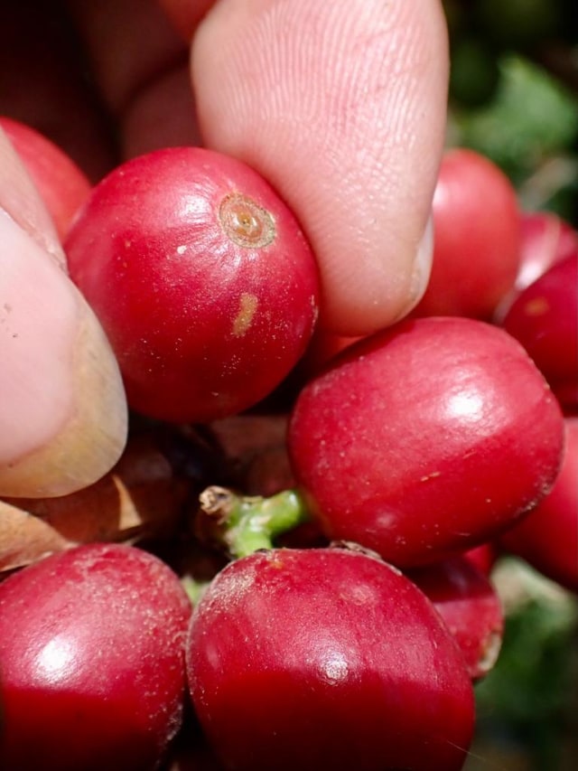 Buah kopi gayo setelah dipetik datri pohonnya. Foto: Suparta/acehkini