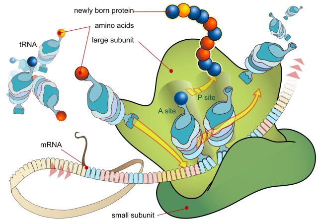 Penjelasan Sintesis Protein Lengkap Dengan Mekanismenya Kumparan Com