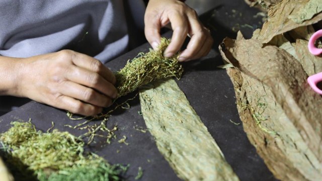 Foto: Kisah di Balik Cerutu Gayo dengan Tembakau 42 Aroma (135509)