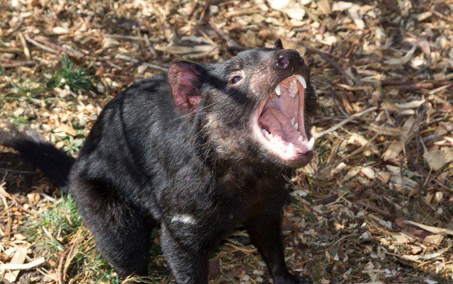 Setan tasmania. Foto: Pixabay