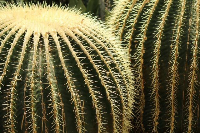 Ilustrasi adaptasi tumbuhan. Foto: pixabay