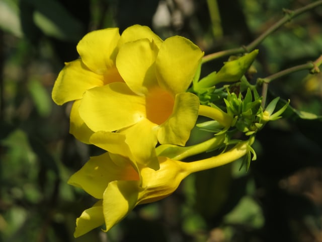 Cara Rawat Allamanda Cathartica, Tanaman Hias Cantik Sekaligus Obat Herbal (30637)