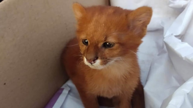 Cewek Ini Mengira Pelihara Anak Kucing, Ternyata Puma Jaguarundi (53293)