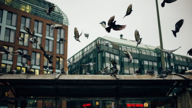 Koloni burung merpati menguasai kota. Foto: Free-Photos from Pixabay