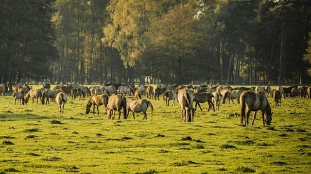 Spesies Invasif Dianggap Mengganggu Kestabilan Ekosistem (127537)