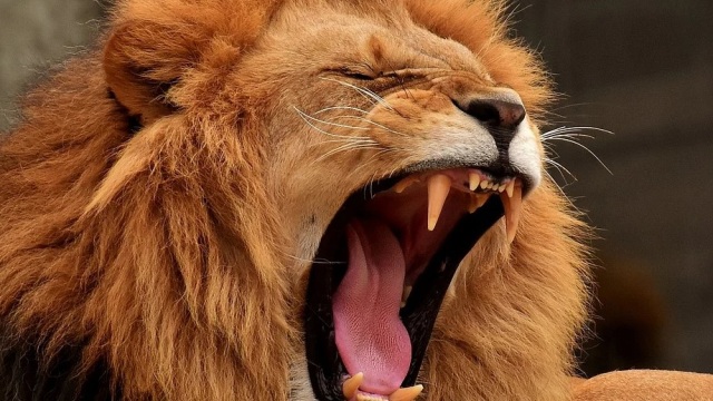 Singa yang sedang mengaum. Foto: Alexas_Fotos from Pixabay