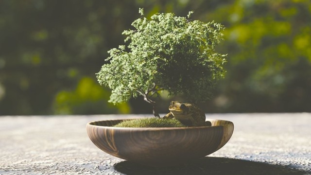 Pohon bonsai dalam wadah kecil. Foto: Monoar_CGI_Artist from Pixabay