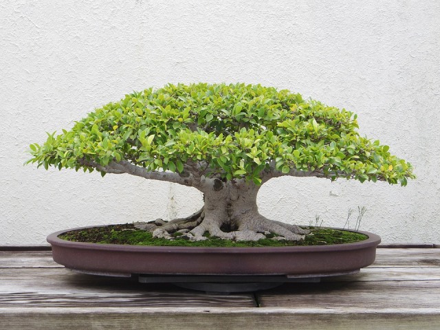 Pohon bonsai. Foto: Jmboyle85 from Pixabay
