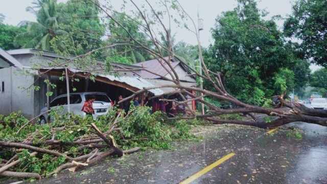 Pohon Tumbang Timpa Rumah Warga di Majene, Sulbar, 2 Mobil Rusak (411336)