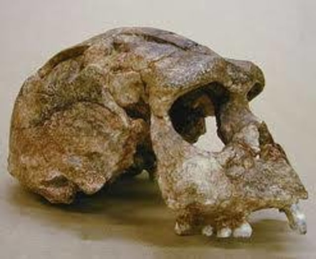 Pithecanthropus Erectus yang berupa fosil. Foto: Mymisty. 