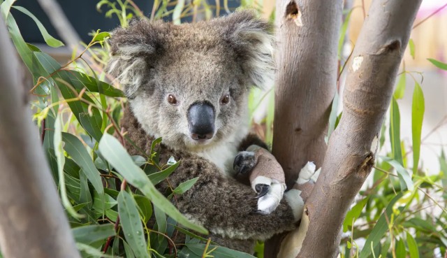 Koala korban kebakaran hutan Australia Dikembalikan Ke Alam Liar. Foto: Dok. Kebun Binatang Victoria