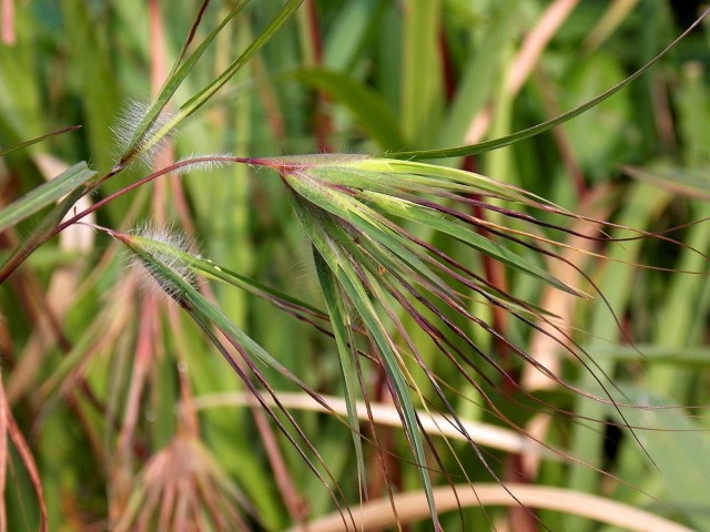 Penampakan bulu perindu pada tanaman rumput bujang. Dok: wikimedia