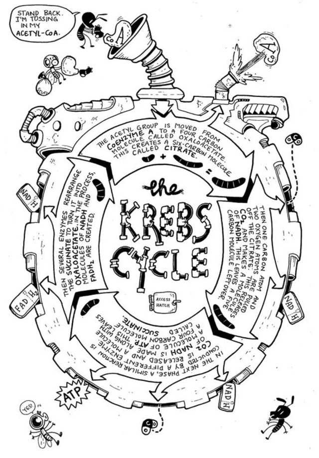 Siklus Krebs dan Fungsinya yang Jarang Diketahui Orang Banyak! (119851)