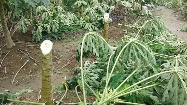 Tangis Pasrah Aswadi usai 650 Pohon Pepayanya Ditebang Orang Tak Dikenal (120804)