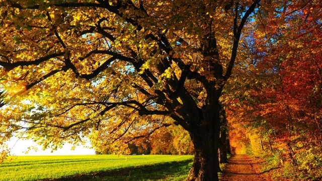 Barisan pepohonan di musim gugur. Foto: Hans from Pixabay