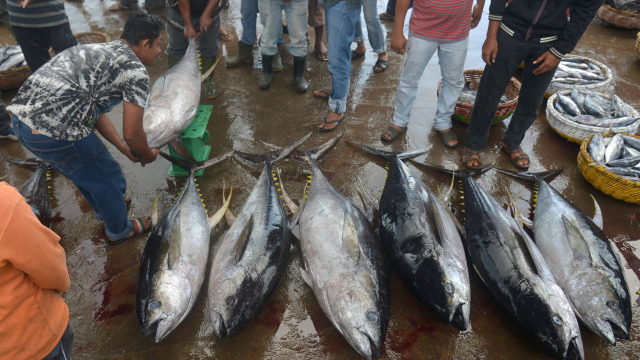 Nelayan menimbang ikan tuna sirip kuning saat berlangsung proses lelang di terminal Pelabuhan Perikanan Samudera Kutaraja, Banda Aceh, Kamis (10/12/2020). Foto: Ampelsa/Antara Foto