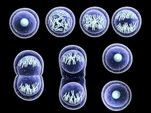 Pembelahan meiosis. Foto: iStock